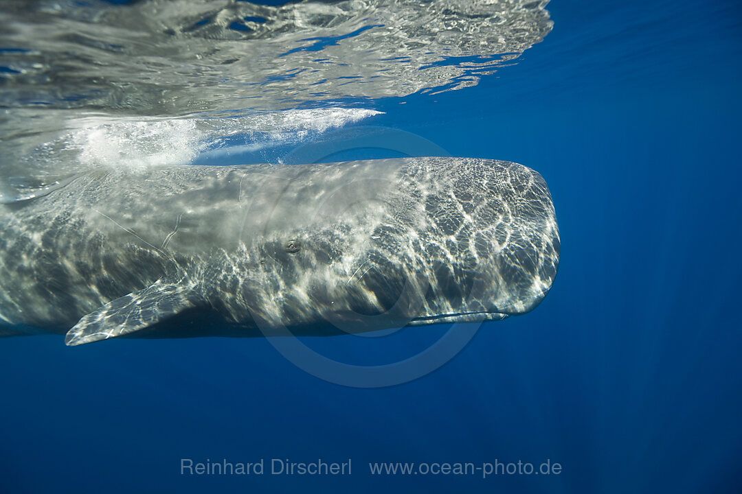 Sperm Whale, Physeter catodon, Azores, Atlantic Ocean, Portugal