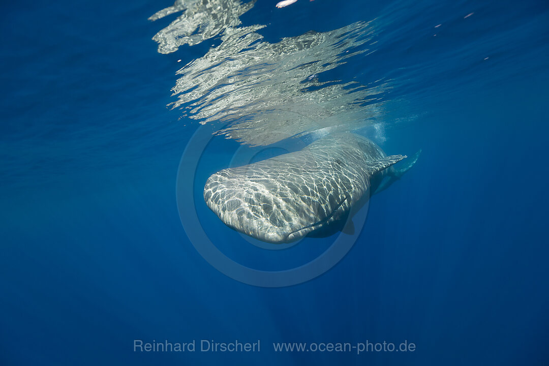 Sperm Whale, Physeter catodon, Azores, Atlantic Ocean, Portugal