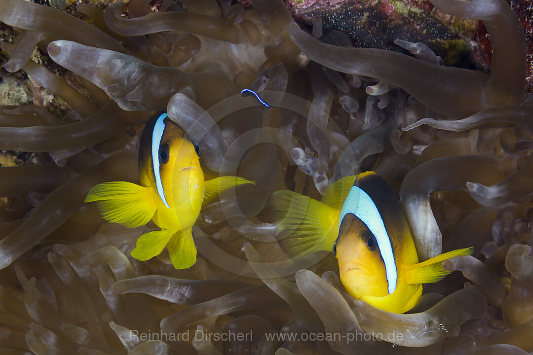 Paar Rotmeer-Anemonenfisch, Amphiprion bicinctus, Marsa Alam, Rotes Meer, Aegypten