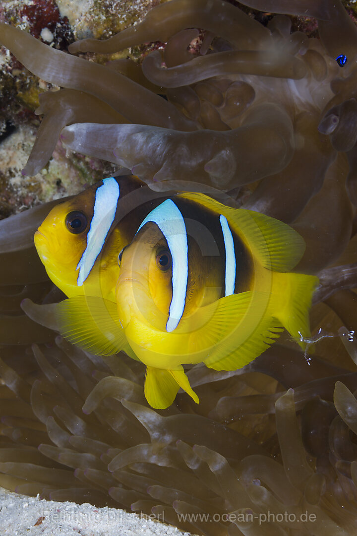 Paar Rotmeer-Anemonenfisch, Amphiprion bicinctus, Marsa Alam, Rotes Meer, Aegypten