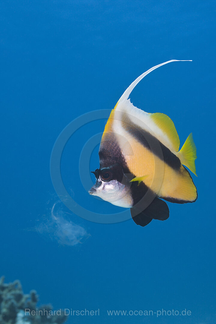 Red Sea Bannerfish
