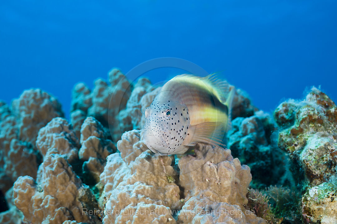 Blackside Hawkfish