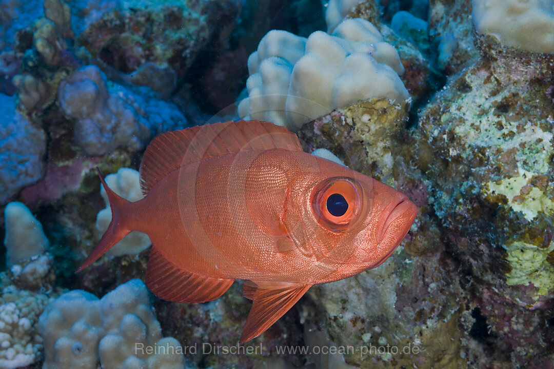 Common Red Bigeye