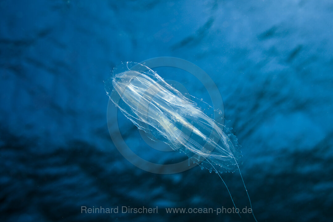 Comb Jellyfish