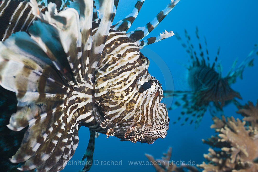 Lionfish