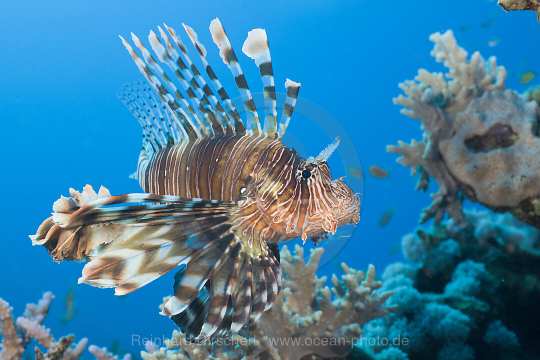 Lionfish