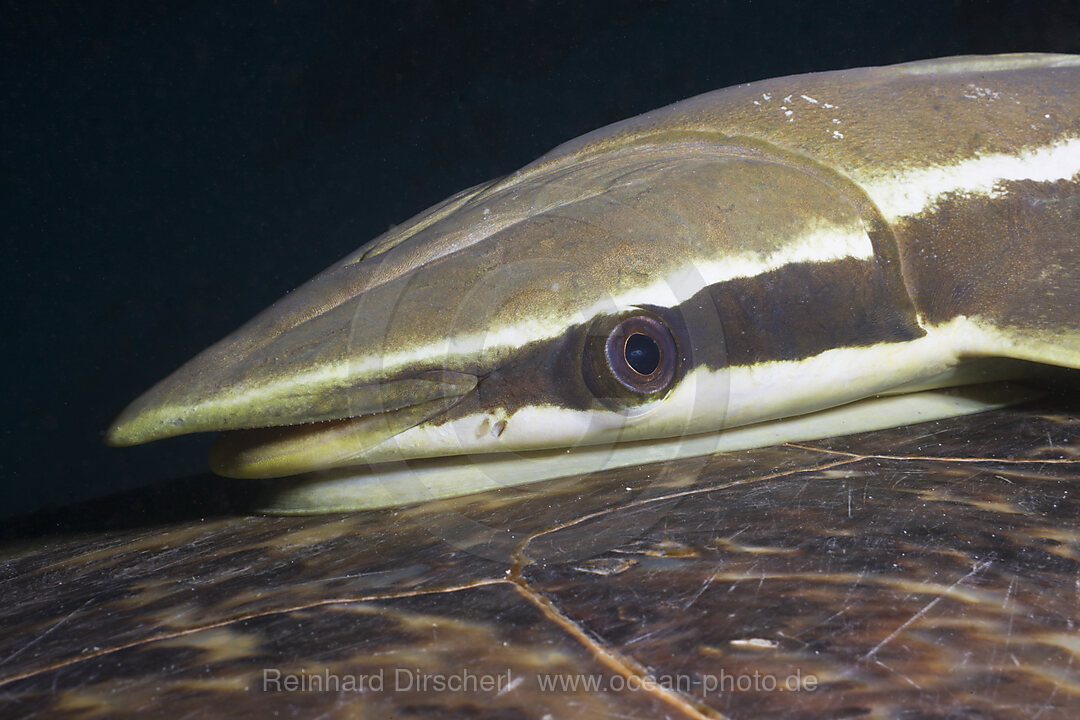 Sharksucker on Turtle