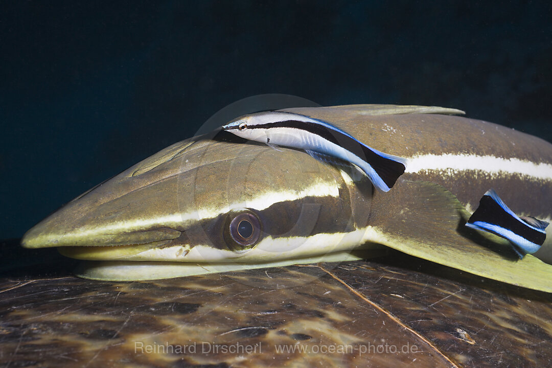 Sharksucker on Turtle
