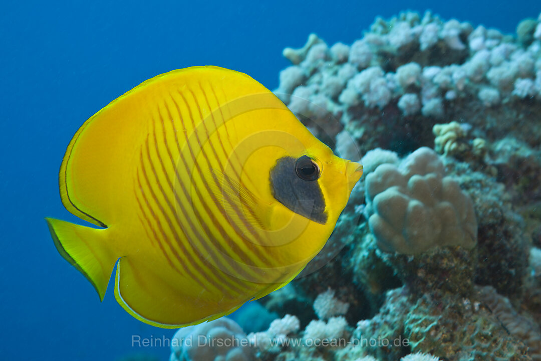 Masked Butterflyfish