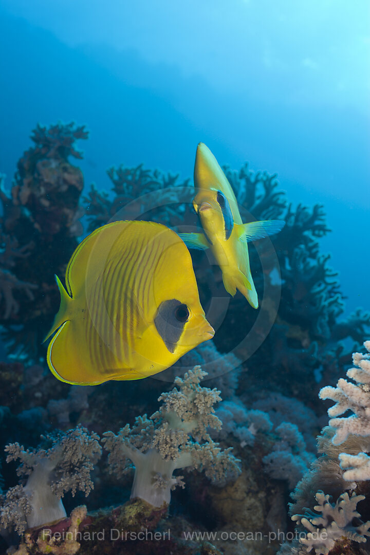 Masked Butterflyfishes
