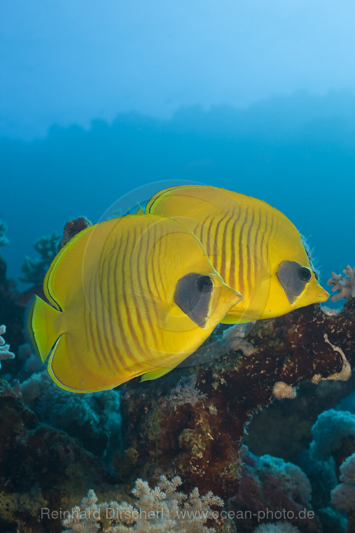 Pair of Masked Butterflyfish