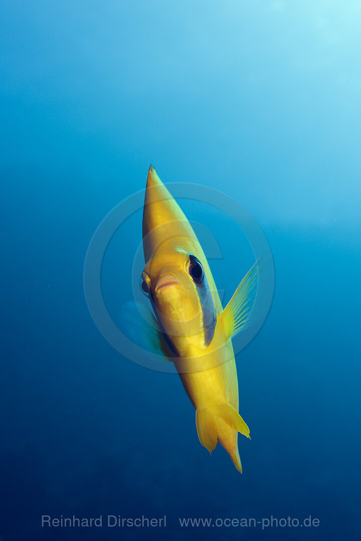 Masked Butterflyfish