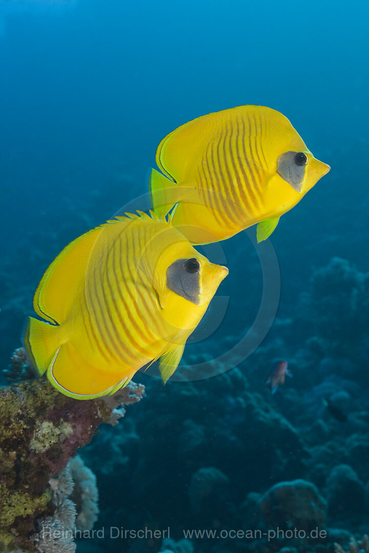 Masked Butterflyfishes