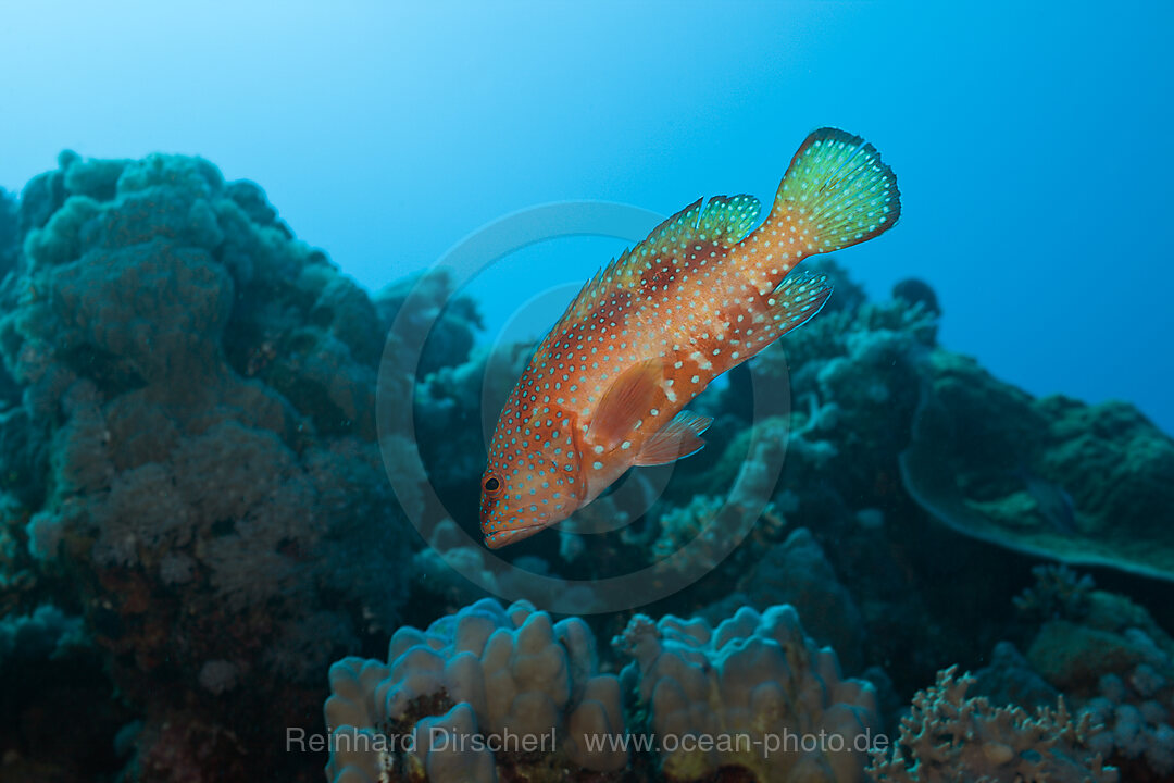 Coral Grouper