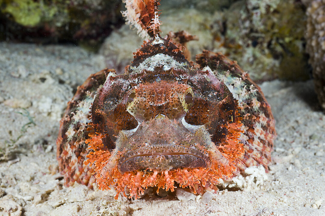Tassled Scorpionfish