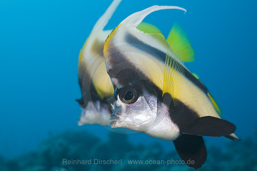 Rotmeer-Wimpelfisch