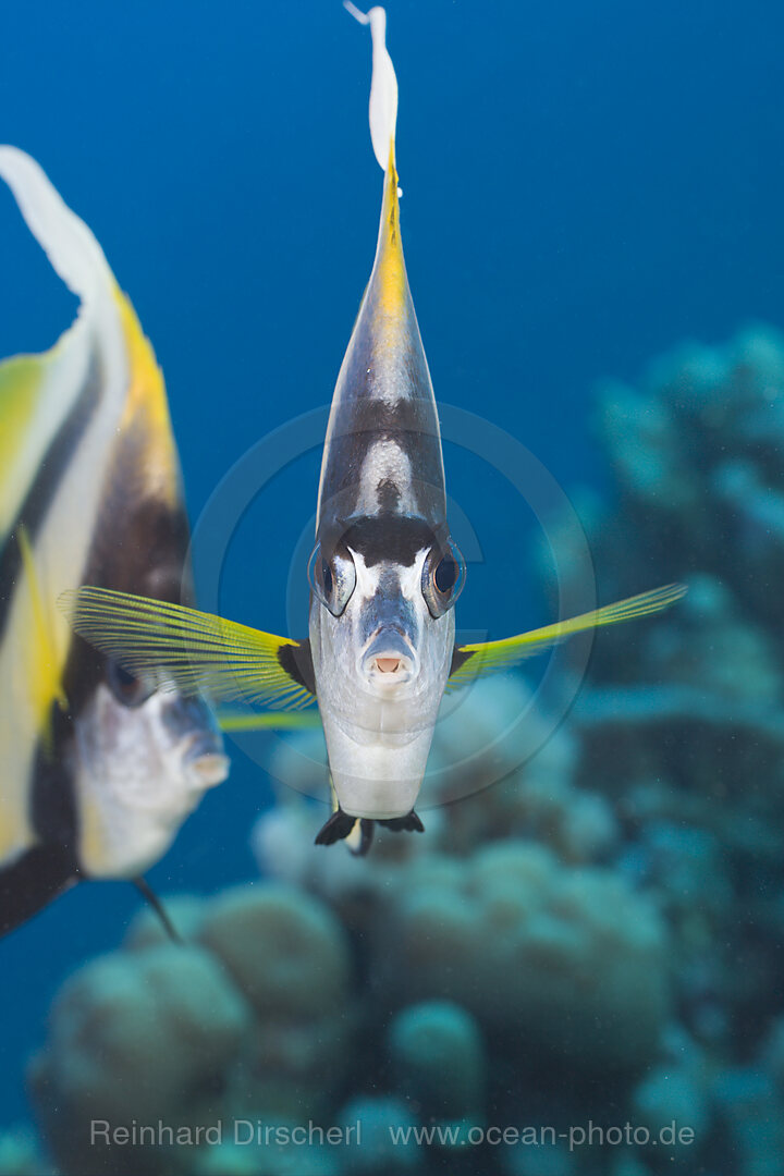 Red Sea Bannerfish