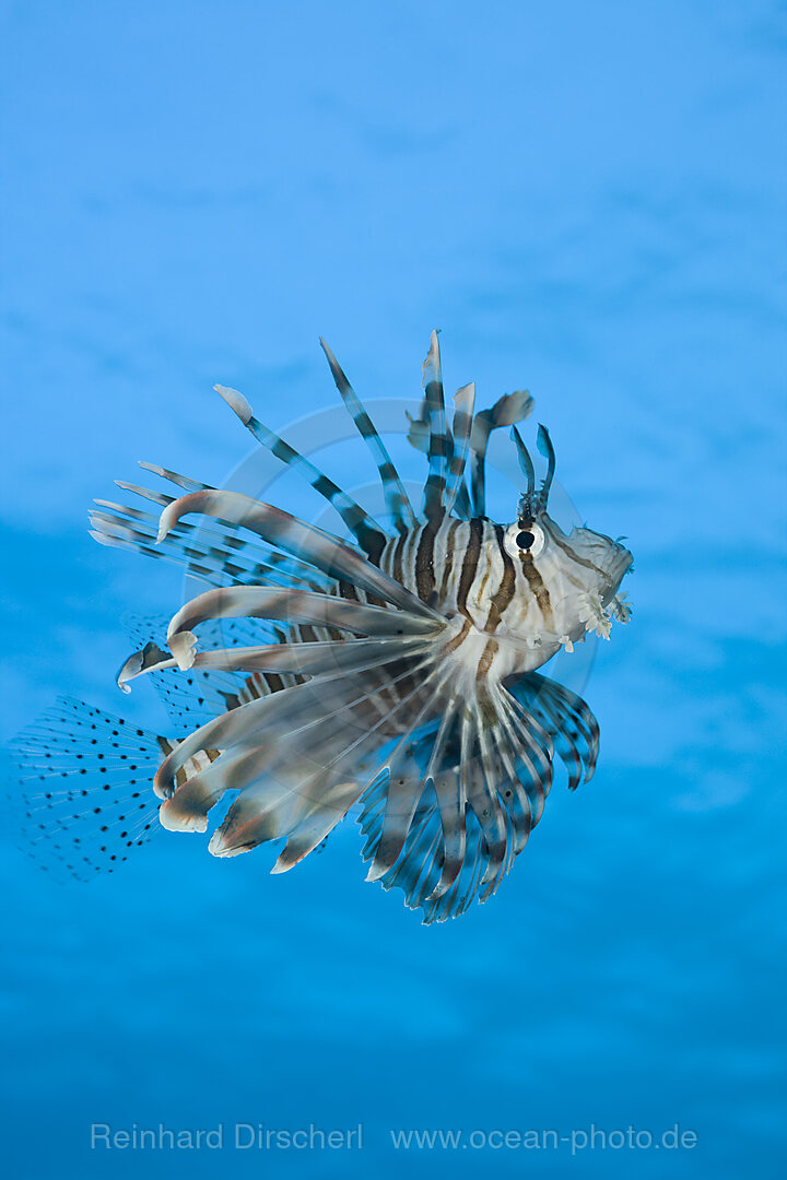 Lionfish
