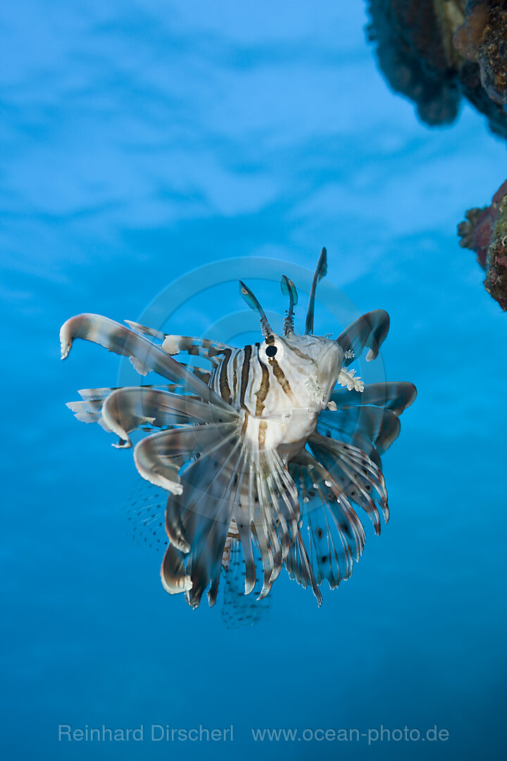 Rotfeuerfisch