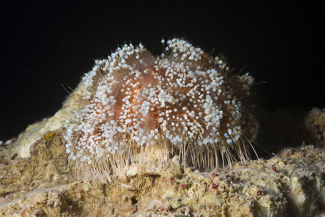 Stecknadelkopfseeigel Feuer-Seeigel, Asthenosoma varium, Nuweiba, Sinai, Rotes Meer, Aegypten