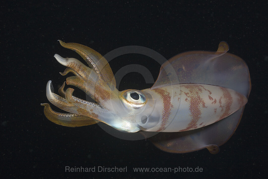 Grossflossen-Riffkalmar, Sepioteuthis lessoniana, Nuweiba, Sinai, Rotes Meer, Aegypten