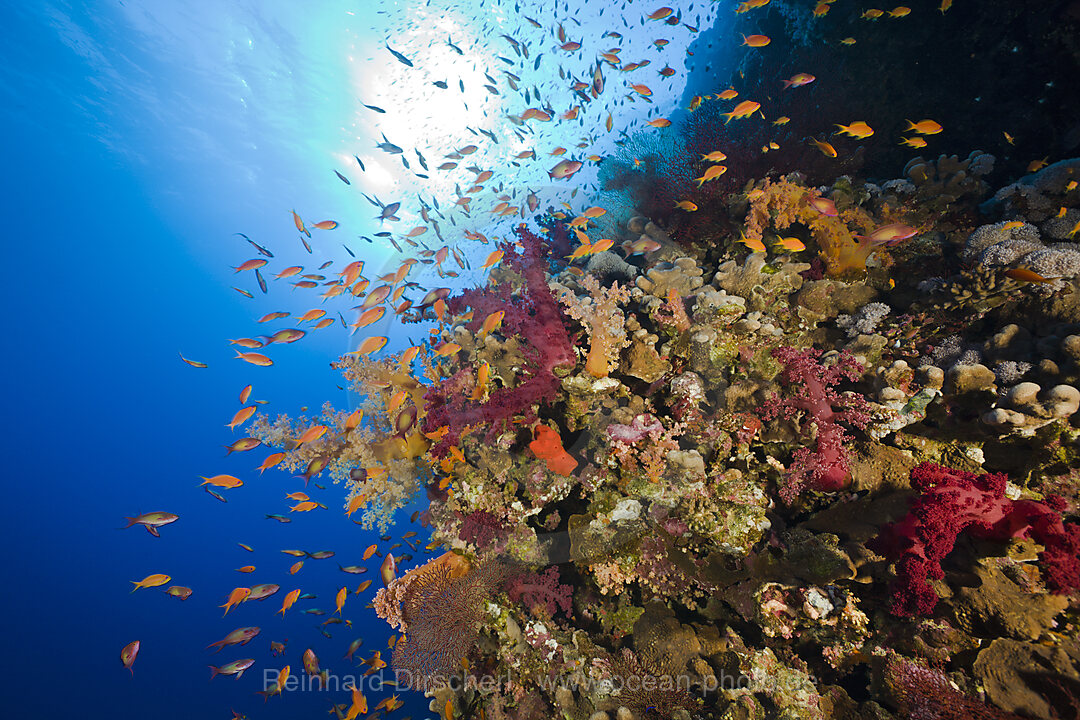 Korallenriff mit Fahnenbarschen, Pseudanthias squamipinnis, Elphinestone Riff, Rotes Meer, Aegypten