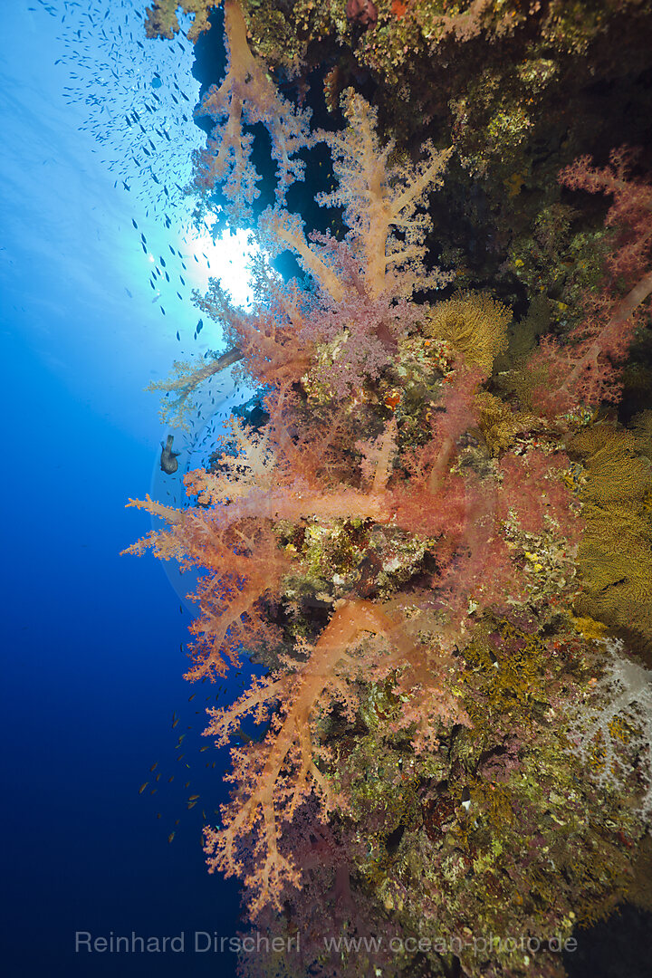 Soft Corals at Coral Reef