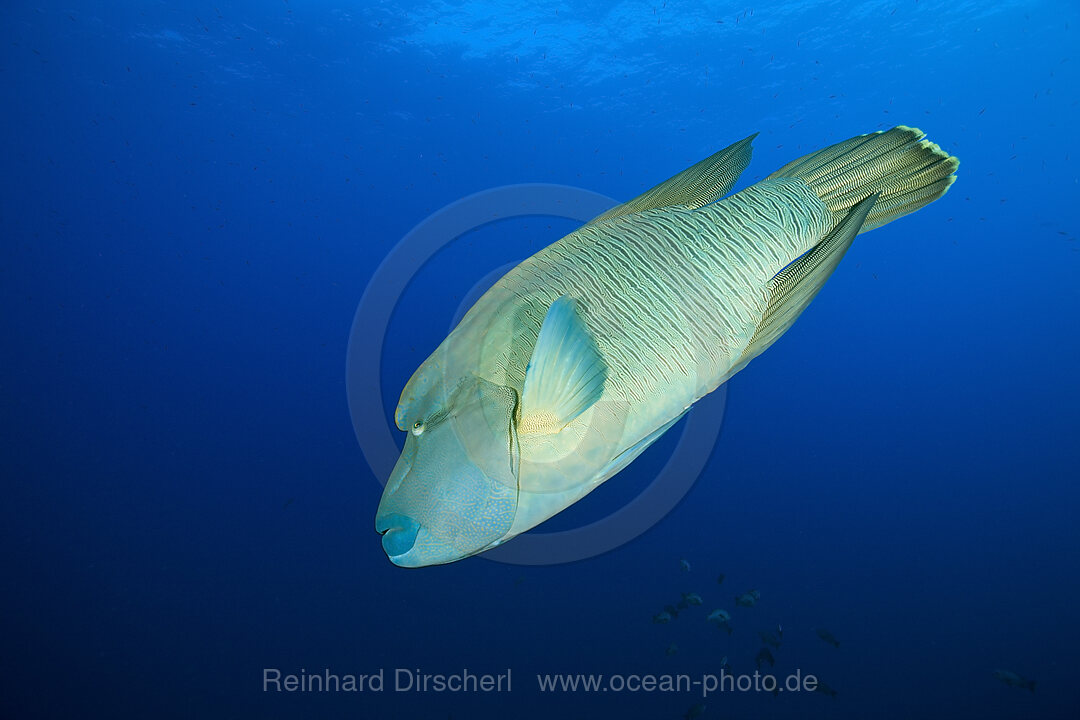 Napoleonfisch