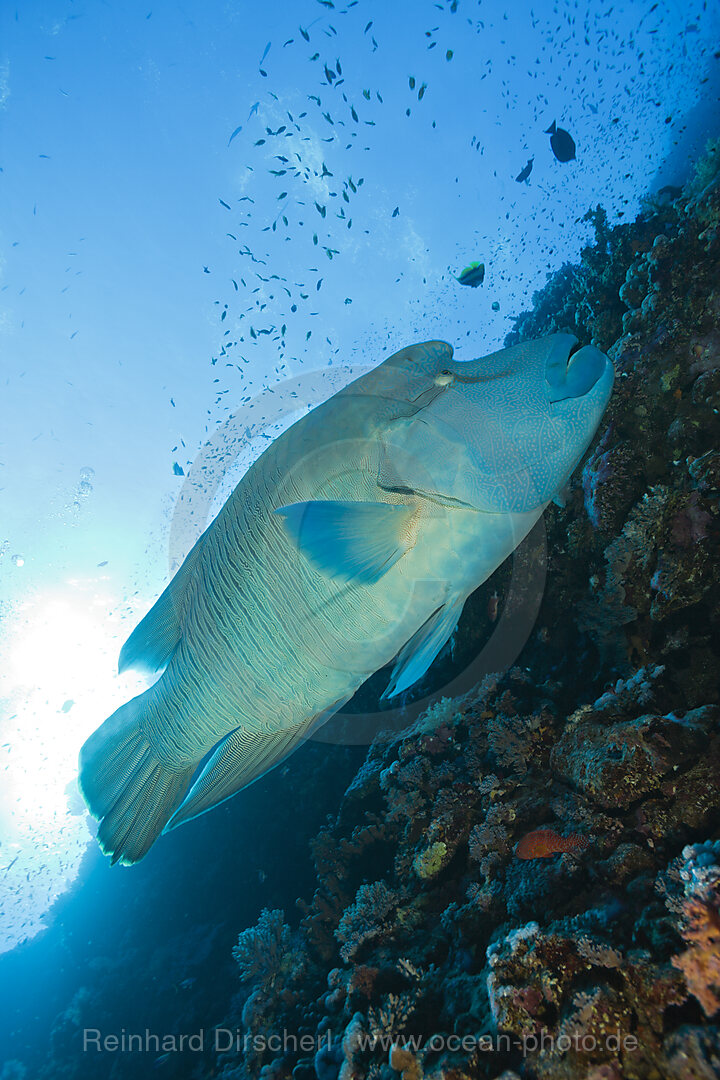 Napoleonfisch