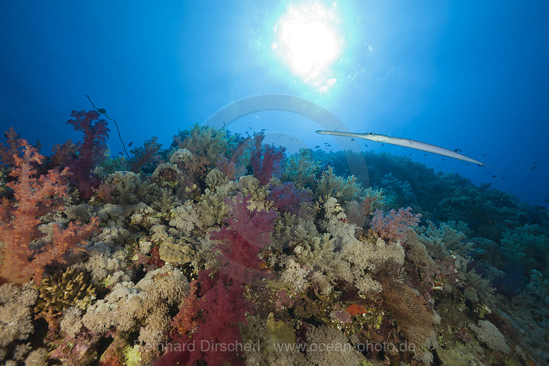 Floetenfisch am Riff, Fistularia commersonii, Elphinestone Riff, Rotes Meer, Aegypten