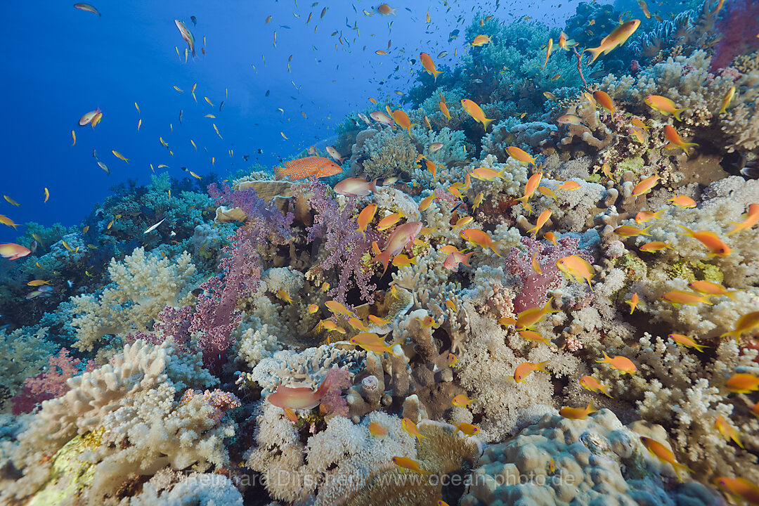 Coral Reef and Anthias