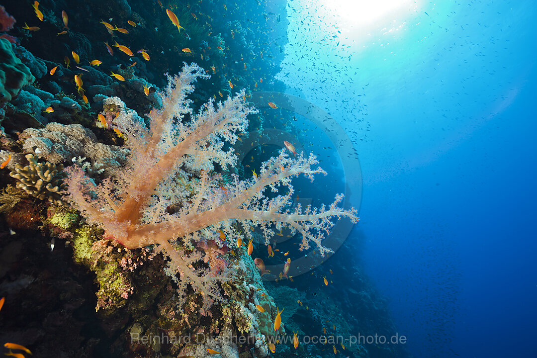 Soft Corals at Coral Reef