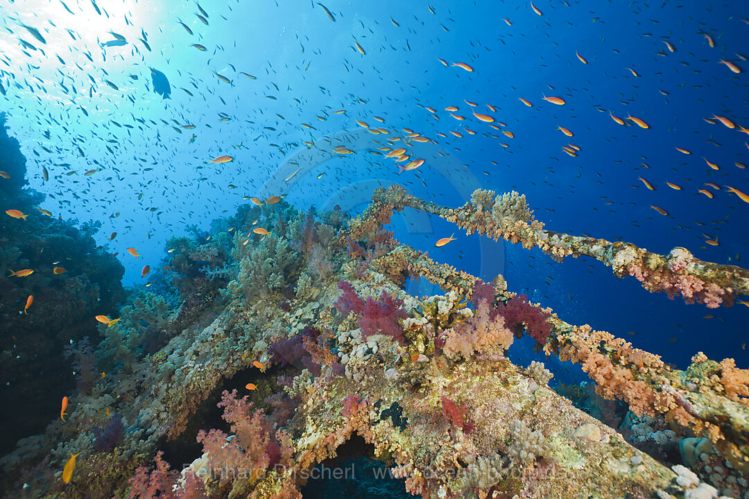 Corals cover Numidia Wreck