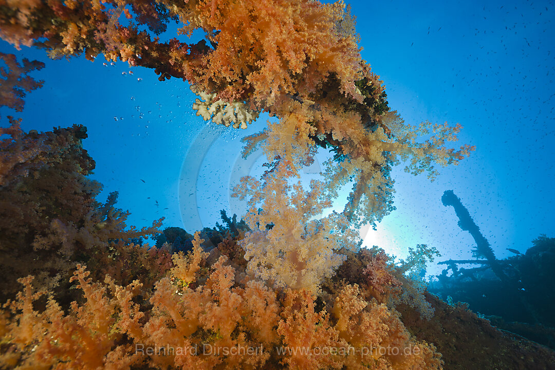 Corals cover Numidia Wreck