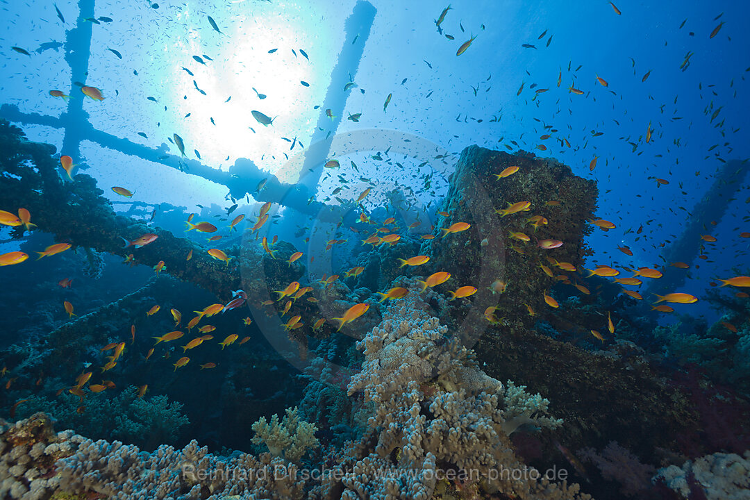 Korallen am Numidia Eisenbahnwrack, Brother Islands, Rotes Meer, Aegypten