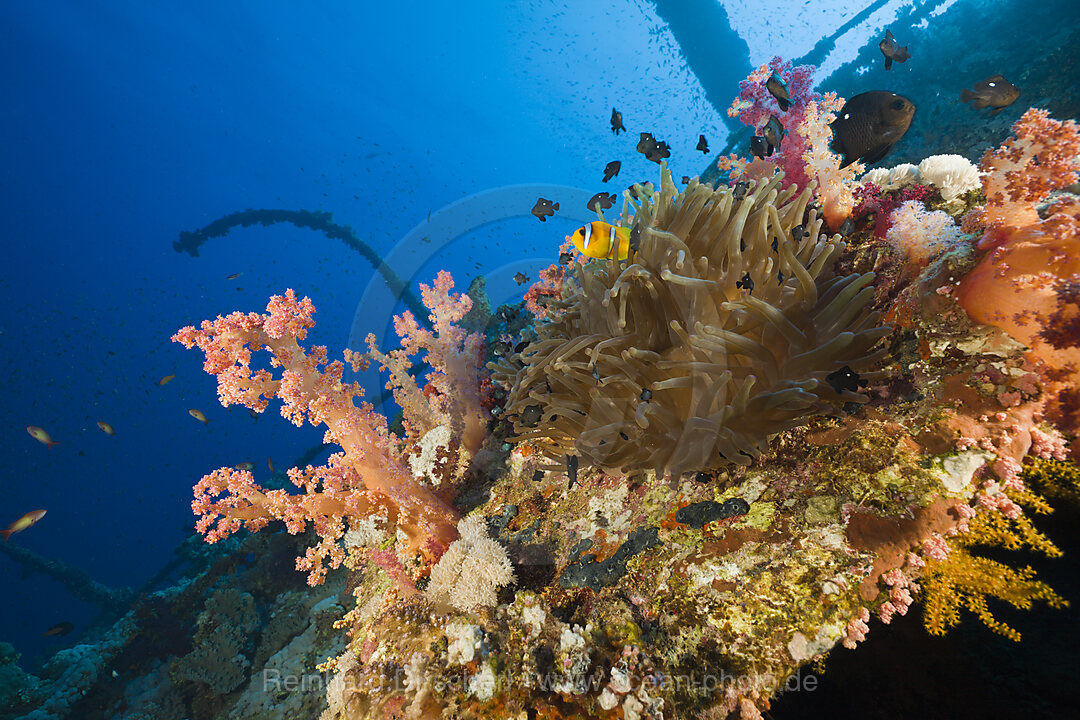 Seeanemone am Numidia Eisenbahnwrack, Heteractis magnifica, Brother Islands, Rotes Meer, Aegypten