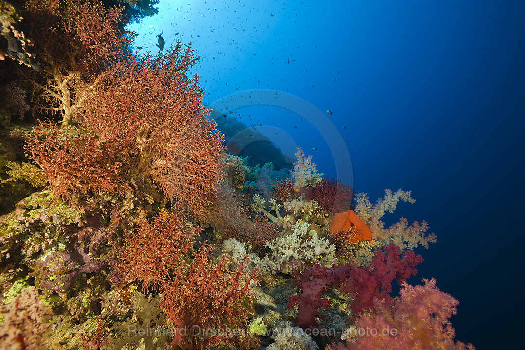 Korallen am Numidia Eisenbahnwrack, Brother Islands, Rotes Meer, Aegypten