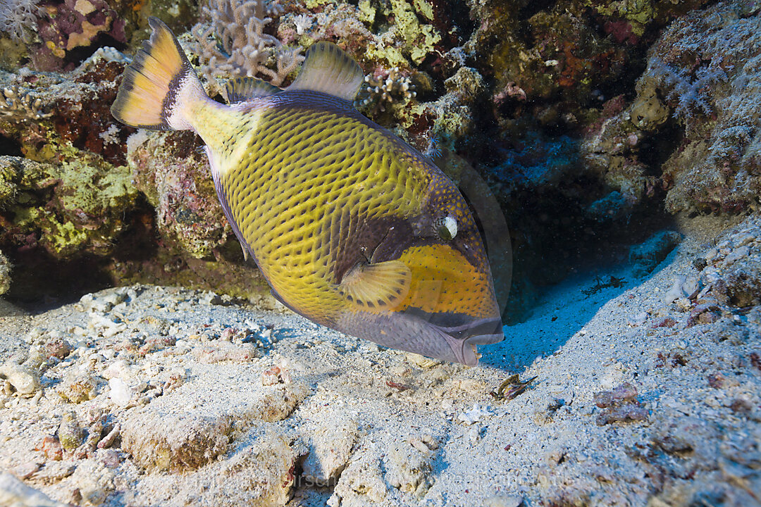 Gruener Riesen-Drueckerfisch, Balistoides viridescens, Daedalus Riff, Rotes Meer, Aegypten