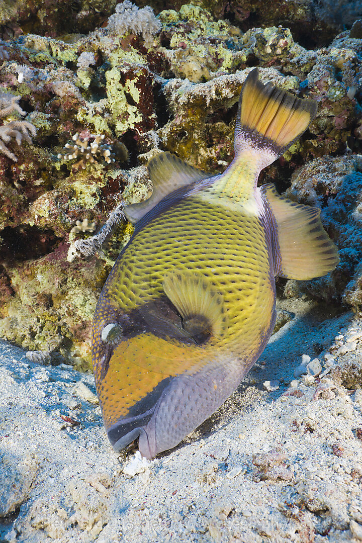 Gruener Riesen-Drueckerfisch