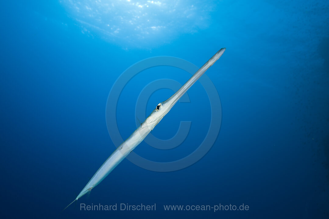 Floetenfisch