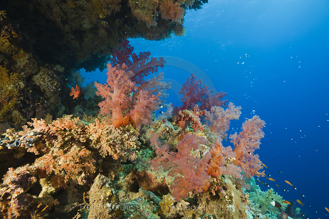 Rote Weichkorallen, Dentronephthya, Elphinestone Riff, Rotes Meer, Aegypten