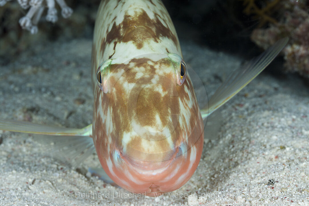 Papageifisch schlaeft in der Nacht
