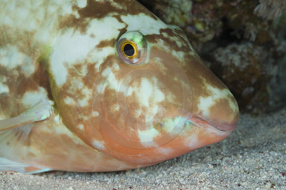 Papageifisch schlaeft in der Nacht