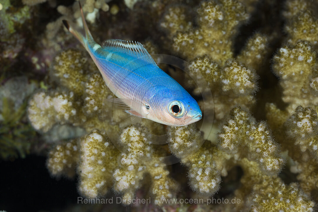 Himmelblauer Fuesilier