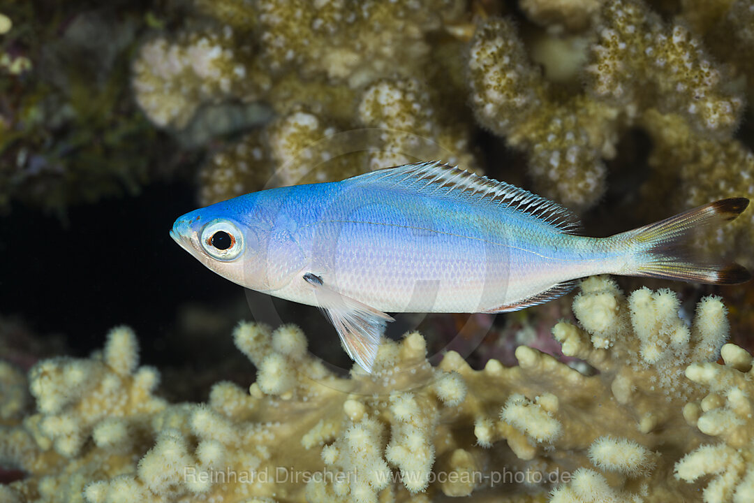 Himmelblauer Fuesilier
