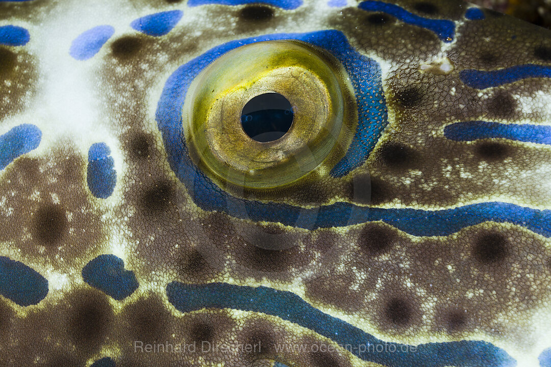 Auge Schrift-Feilenfisch
