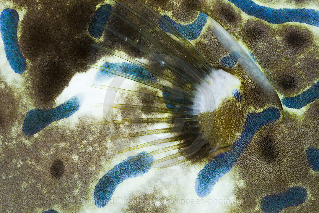 Flosse Schrift-Feilenfisch