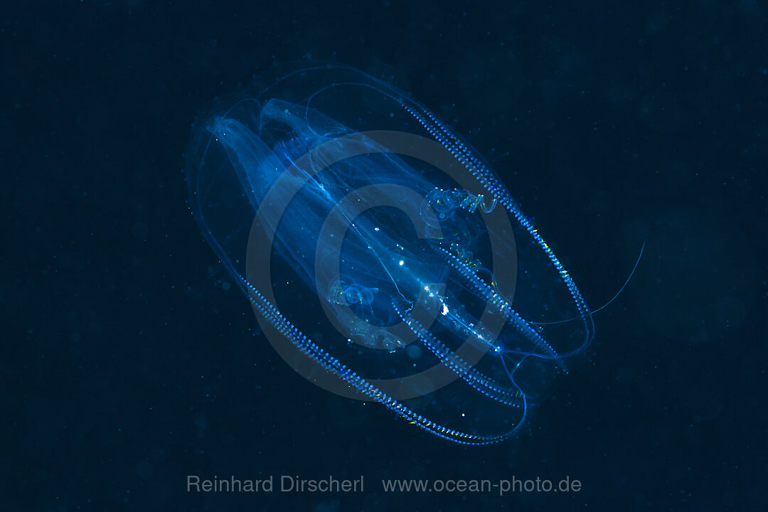 Comb Jellyfish