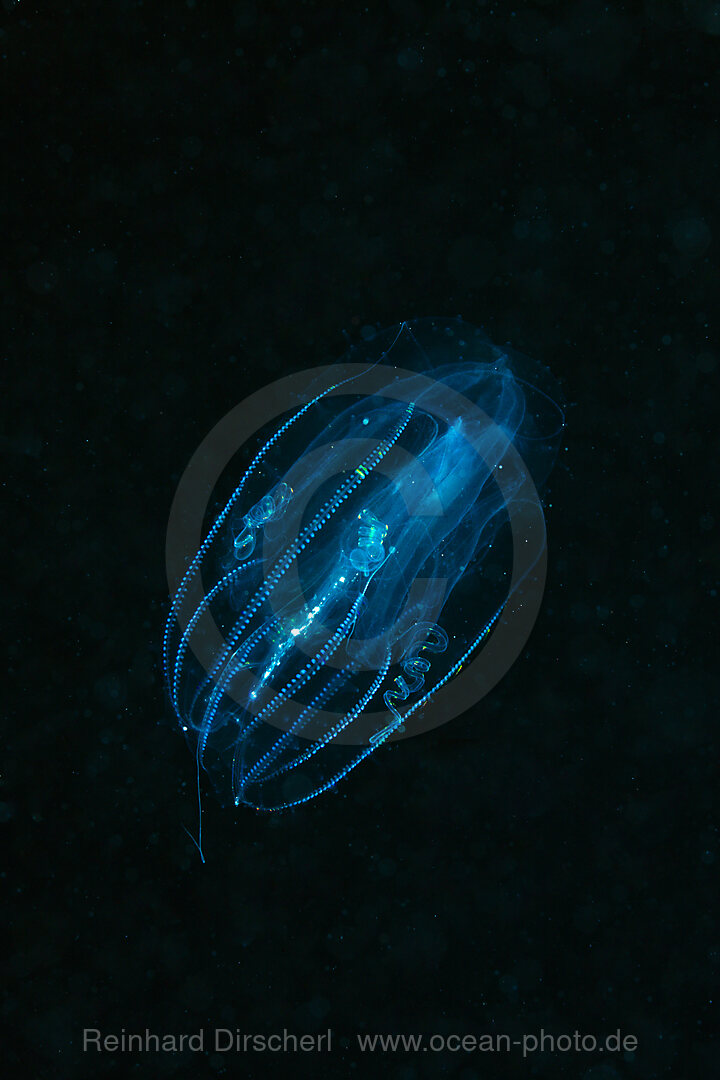 Comb Jellyfish