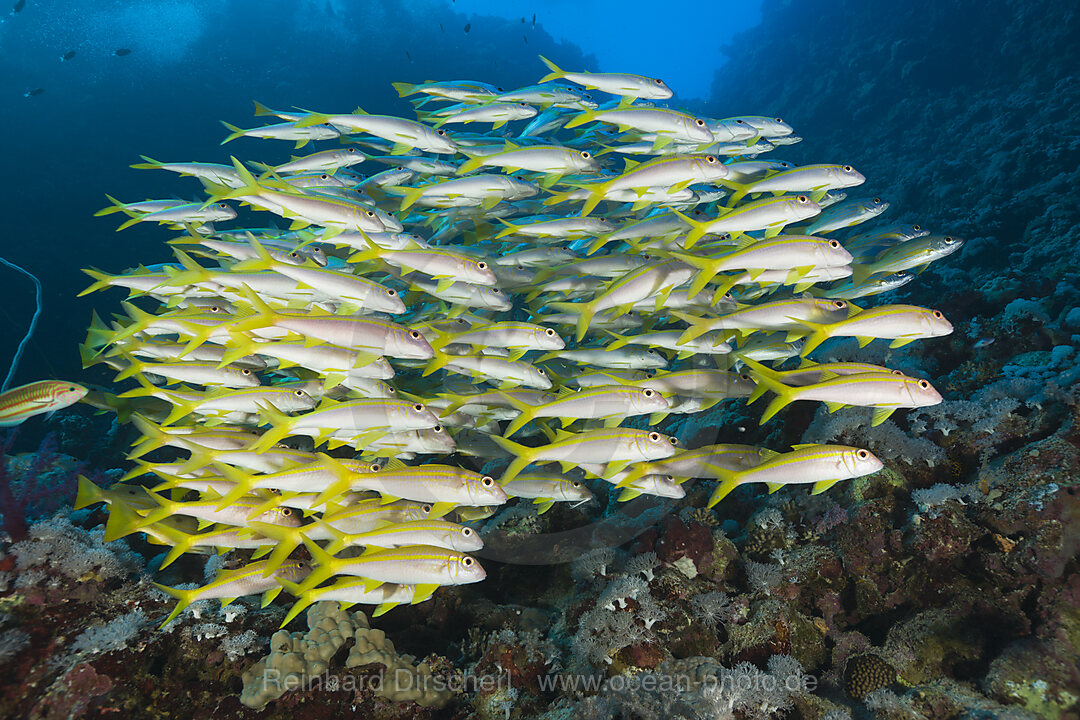 Yellowfin Goatfishes